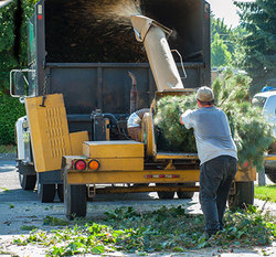 new braunfels tree service pros Boerne, TX
